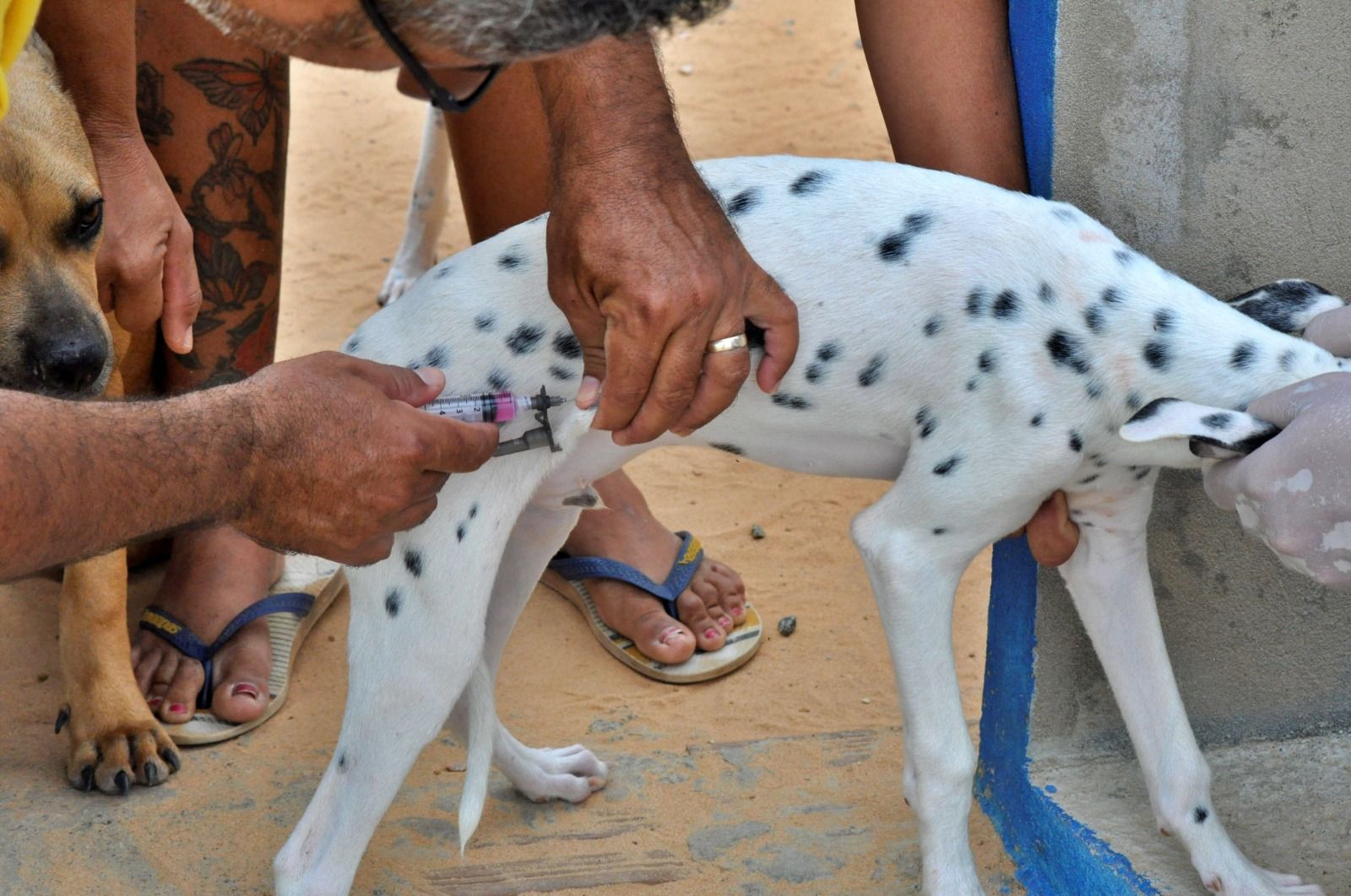 Vacinação antirrábica em Tibau: animais domésticos podem ser vacinados até o final de outubro