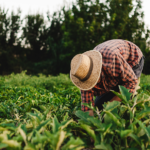 Incra abre seleção para substituição de lote no PA Maisa, com possibilidade para famílias de Tibau